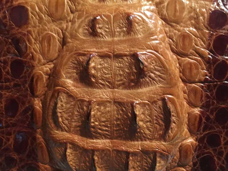 �V�i�@���g�p�@Crocodile �N���R�_�C���A1���v�̃��j�v���̃Z�J���h�o�b�N�A�N���b�`�o�b�O