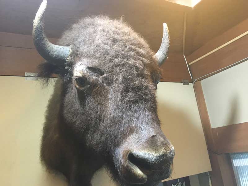 Vintage Bison Head Trophy�A�A�����J���o�b�t�@���[�A�o�C�\���̔����A�n���e�B���O�E�g���t�B�[