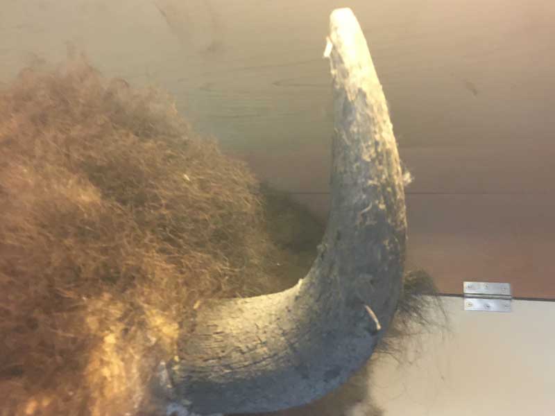 Vintage Bison Head Trophy�A�A�����J���o�b�t�@���[�A�o�C�\���̔����A�n���e�B���O�E�g���t�B�[