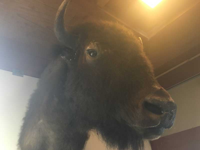 Vintage Bison Head Trophy�A�A�����J���o�b�t�@���[�A�o�C�\���̔����A�n���e�B���O�E�g���t�B�[