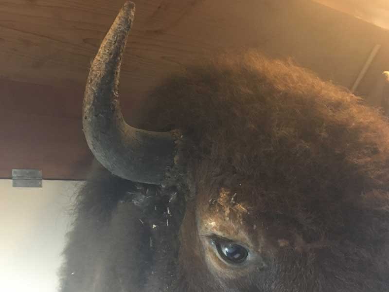 Vintage Bison Head Trophy�A�A�����J���o�b�t�@���[�A�o�C�\���̔����A�n���e�B���O�E�g���t�B�[