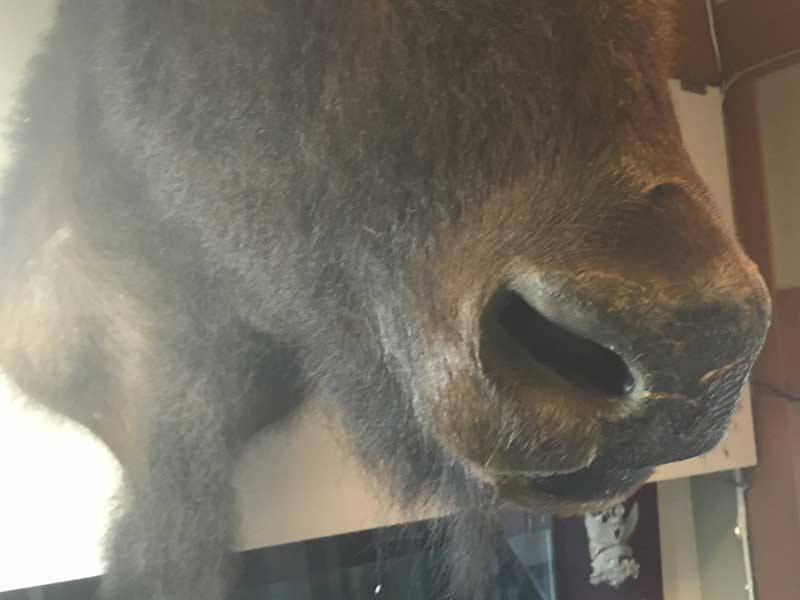 Vintage Bison Head Trophy�A�A�����J���o�b�t�@���[�A�o�C�\���̔����A�n���e�B���O�E�g���t�B�[