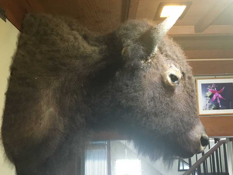 Vintage Bison Head Trophy�A�A�����J���o�b�t�@���[�A�o�C�\���̔����A�n���e�B���O�E�g���t�B�[