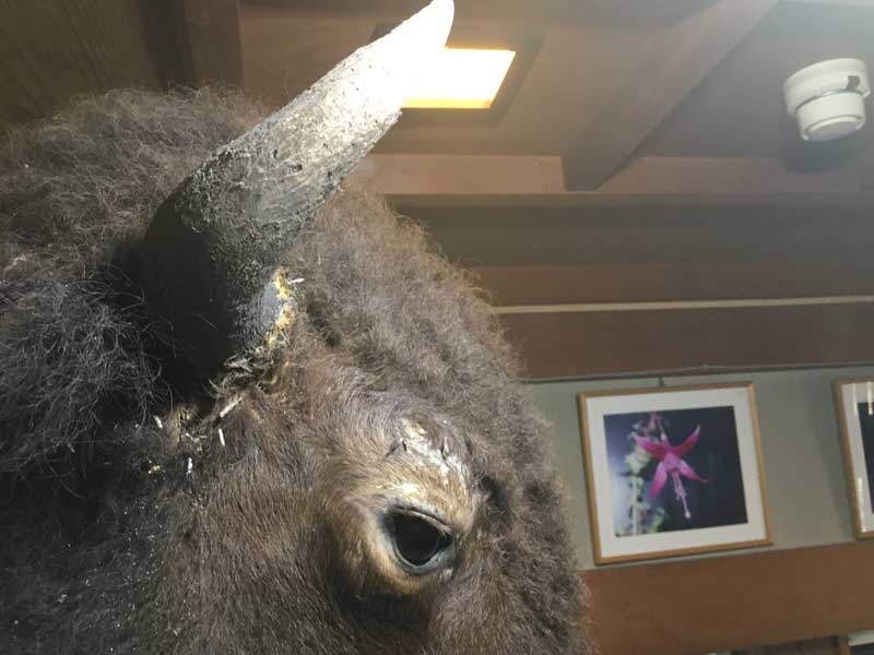 Vintage Bison Head Trophy�A�A�����J���o�b�t�@���[�A�o�C�\���̔����A�n���e�B���O�E�g���t�B�[