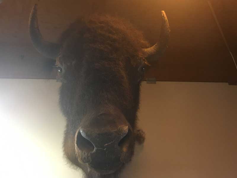 Vintage Bison Head Trophy�A�A�����J���o�b�t�@���[�A�o�C�\���̔����A�n���e�B���O�E�g���t�B�[