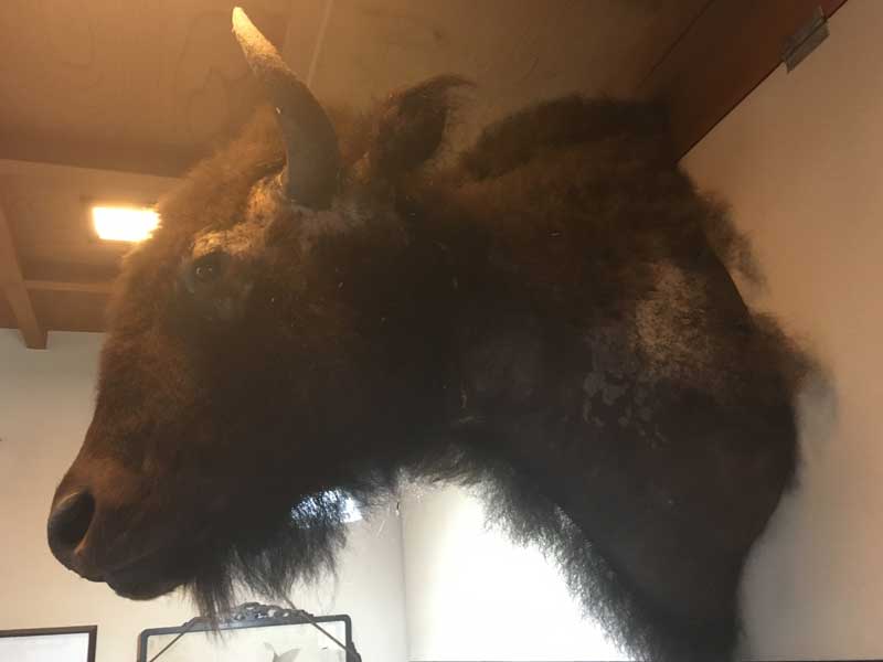 Vintage Bison Head Trophy�A�A�����J���o�b�t�@���[�A�o�C�\���̔����A�n���e�B���O�E�g���t�B�[