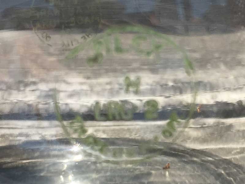 Old PYREX x SILEX Single Serving Carafe �I�[���h�p�C���b�N�Xx�T�C���b�N�X �J���t�F�A������