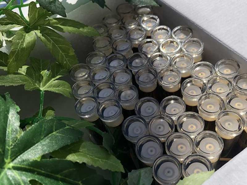 pimptime x I Future/pimp time (#2) HHCH 45% Green Crack �s���v�^�C�� HHCH ���L�b�h