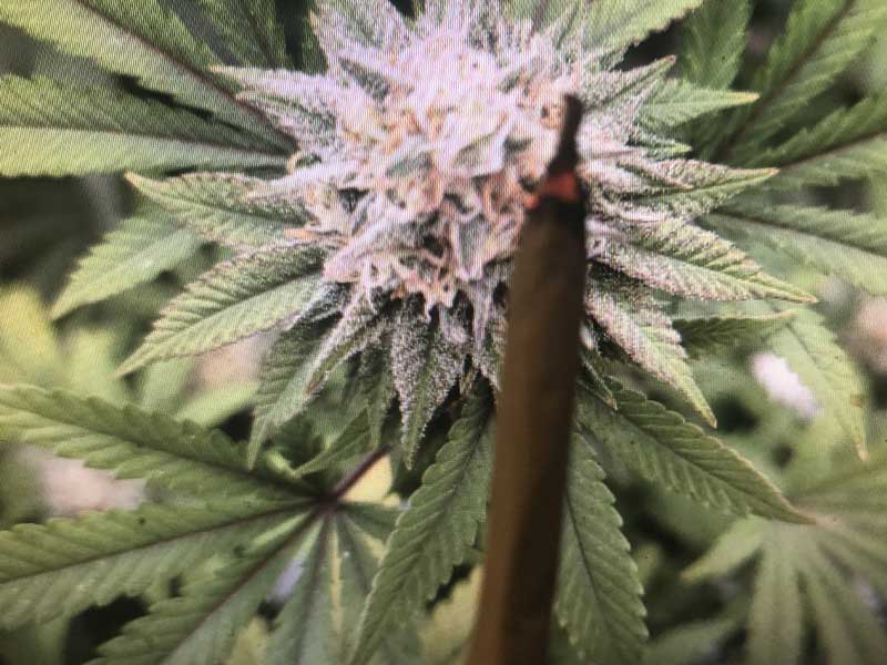 Second Life CBD/High-Grade Herb 3g/CBD540mg+HHCP60mg�A�W���b�N�w���[ HHCP�n�[�u