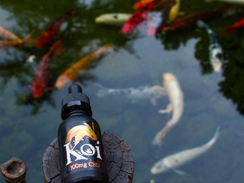 Koi CBD Cannabidiol Gold 250mg&nbsp;or&nbsp;500mg CBD 30ml&nbsp;Vanilla Caramel Custard �o�j���L���������� 