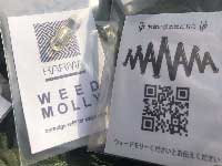 KARMA MIXOLOGY/WEED MOLLY �J�[�} �~�N�\���W�[ �G�N�X�^�I����n�J�v�Z�� 1���@�E�B�[�h�����[