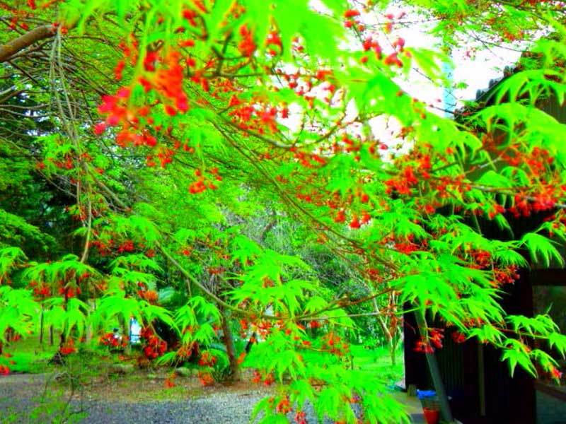 �O�d���Îs �������ł�����݂̑����@ �����R ������