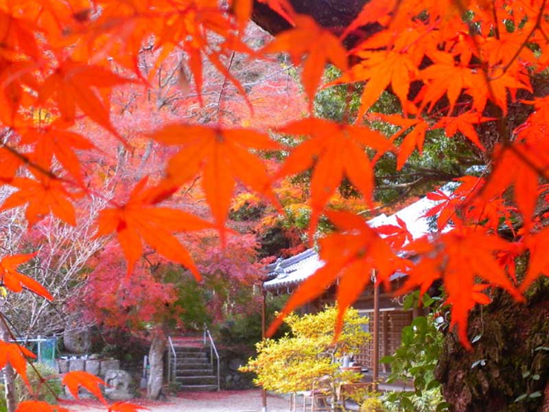 �O�d���Îs �������ł�����݂̑����@ �����R ������