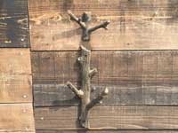 新品　DULTON 2 Branch Hook、ダルトン アイアン鋳物の木の枝モチーフのフック、ウォールデコ