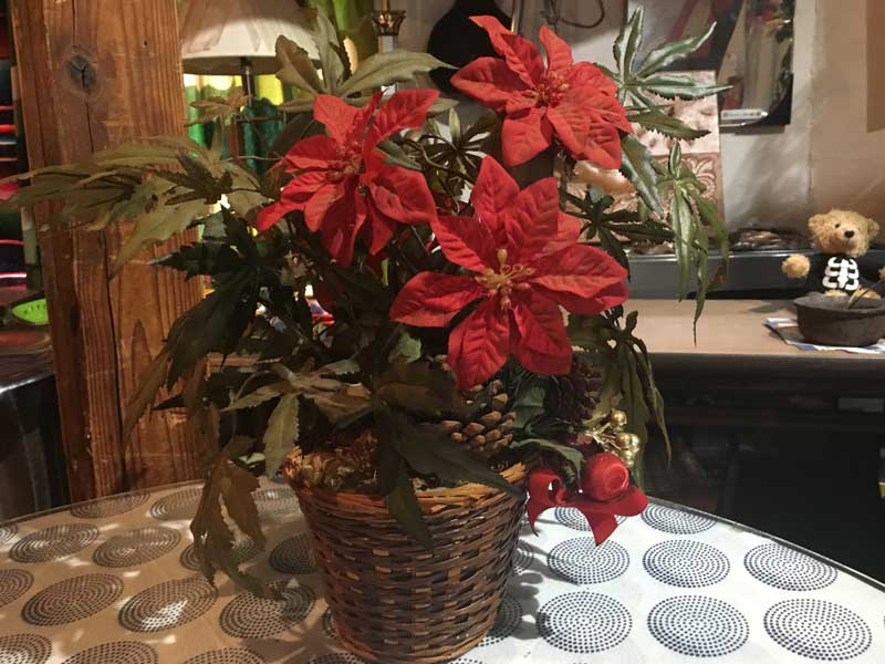 Marijuana�AGanja�AHemp Planter�A �}���t�@�i�A�w���v�̑���