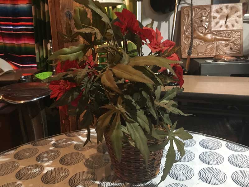 Marijuana�AGanja�AHemp Planter�A �}���t�@�i�A�w���v�̑���