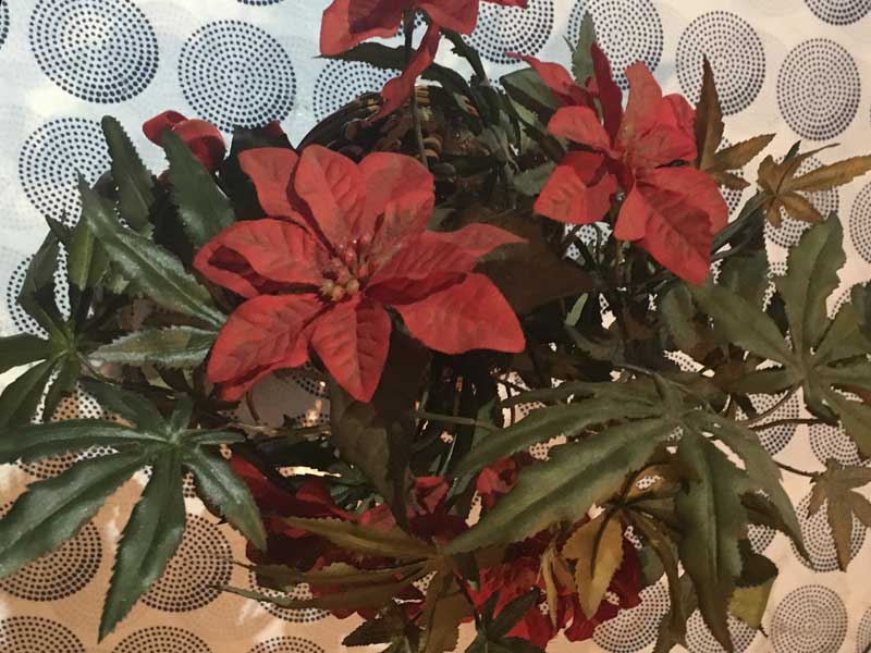 Marijuana�AGanja�AHemp Planter�A �}���t�@�i�A�w���v�̑���