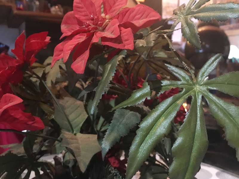 Marijuana�AGanja�AHemp Planter�A �}���t�@�i�A�w���v�̑���