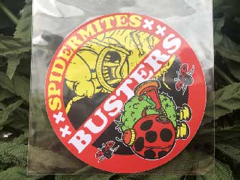 MARDY COLOR Stickers /��35 BUSTERS 