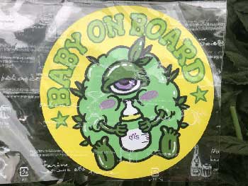 MARDY COLOR /BABY ON BOARD �}�O�l�b�g�V�[�g