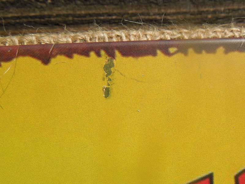 �V�i�@�A���e�B�[�N���H �u���L�{�W���[�g�f�ނ̃I�E���̊ŔAScrew The Cracker Polly Wants a cocktail!