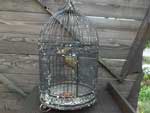 Antique Used JS/Antique Iron Bird Cage 1950ÑACA̒