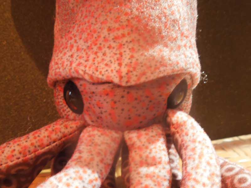 �V�i �C�J�|�[�`�A�M���A�k�C�O���~�^�̃|�[�`